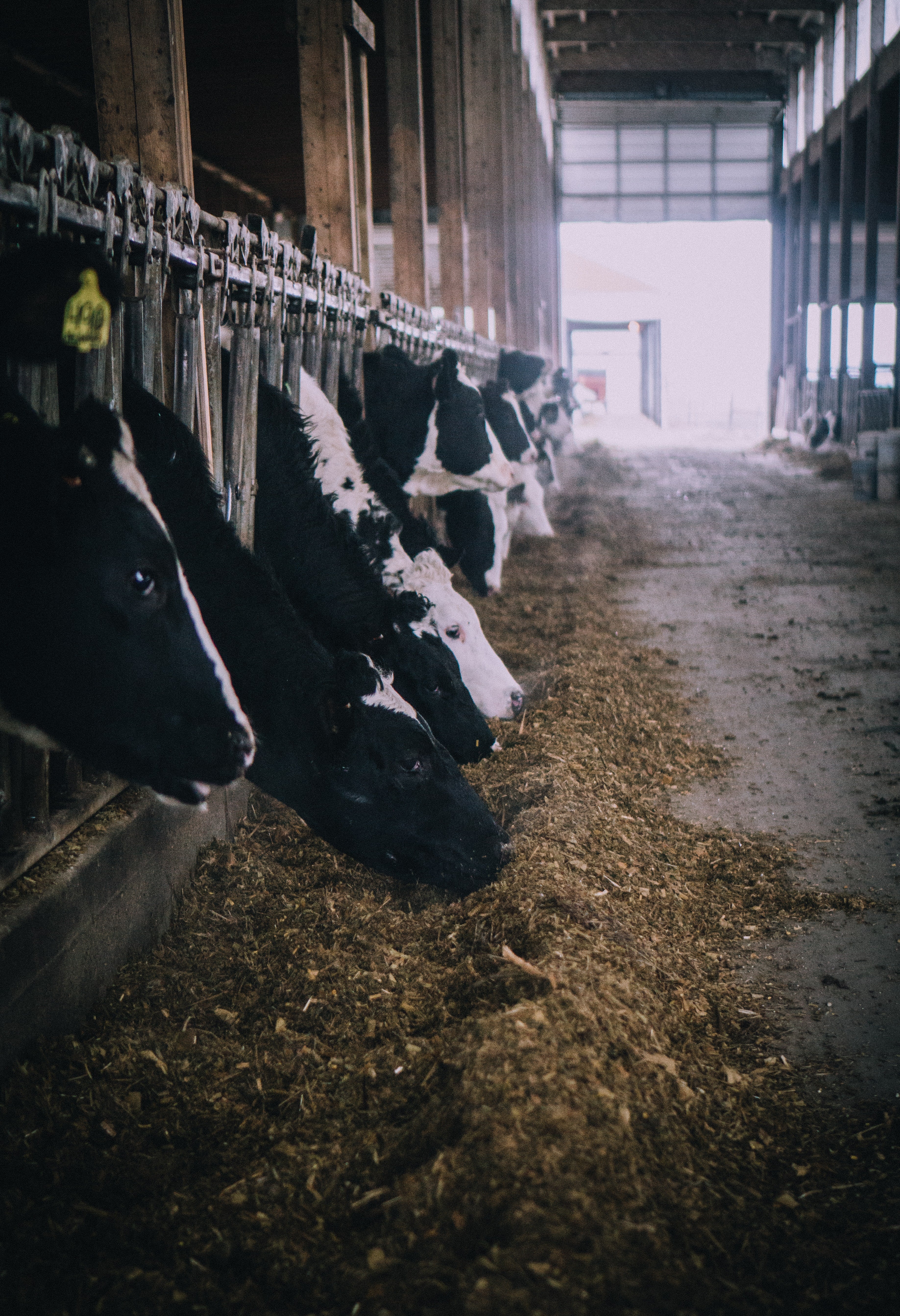 cows in a barn feeding